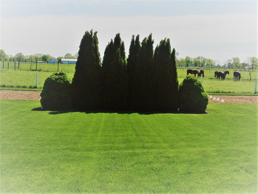 Healthy rural lawn and landscape