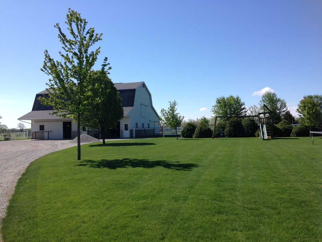 Green turf along a tree-lined drive
