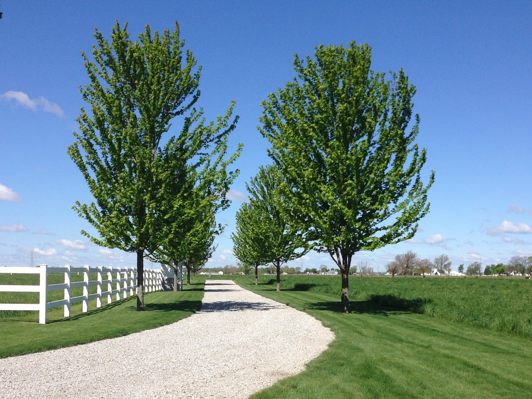 Residential lawn beside a barn and play area